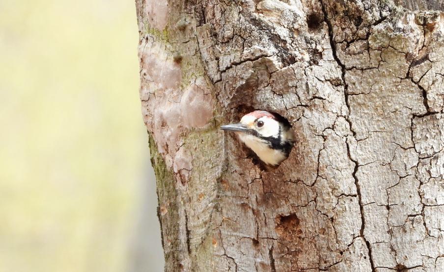 fehérhátú fakopáncs_MME.jpg